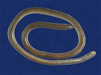 藏品(盲蛇)的圖片